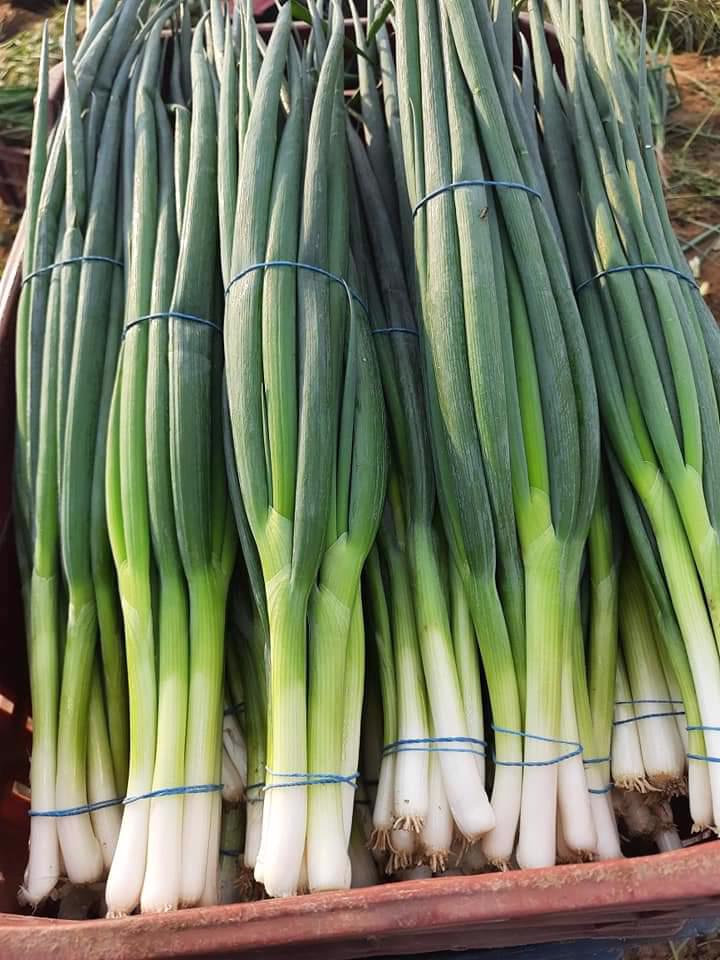 Product image - We are  ( Kemet farms )  here  in Egypt 
we export all agricultural crops with high quality .
Fresh spring onion
● we can Delivery your request for any country
● Grade A
● for Orders please send your message call Us +201271817478
Or send Email : kemetfarmsdonia@gmail.com
● Export  manager
mrs/ Donia Mostafa
